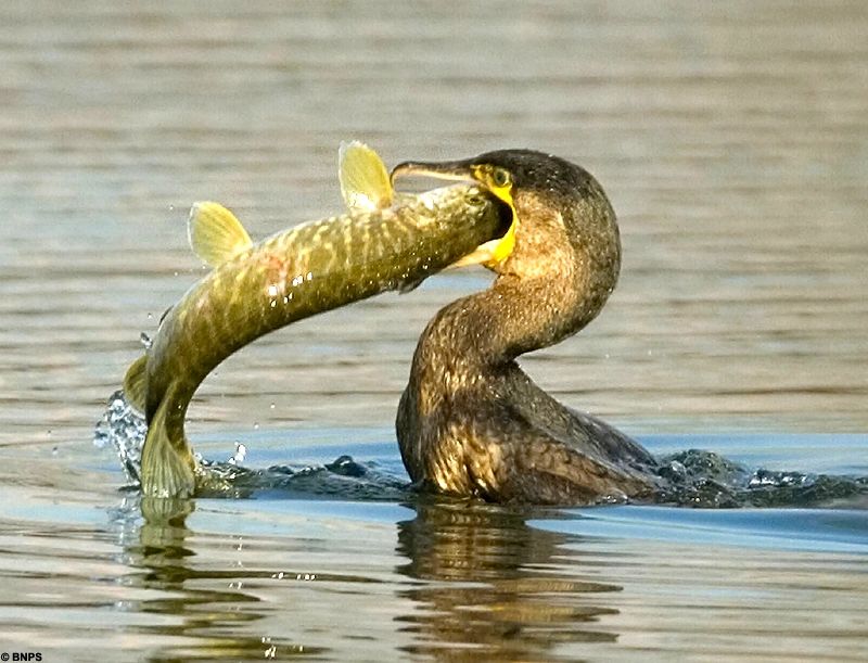 Cormorant Depredation Update